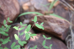 Euphorbia longistyla